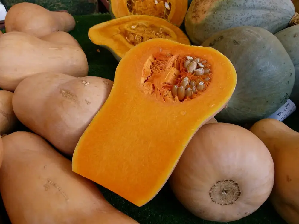 Courges musquées
