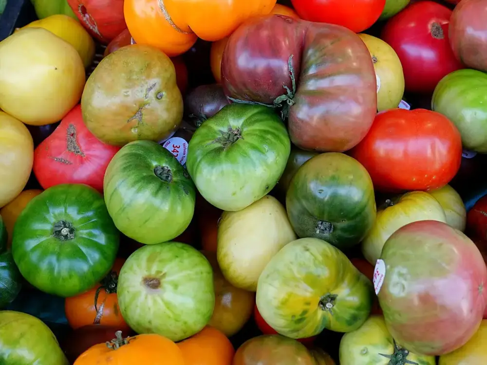 Tomates anciennes