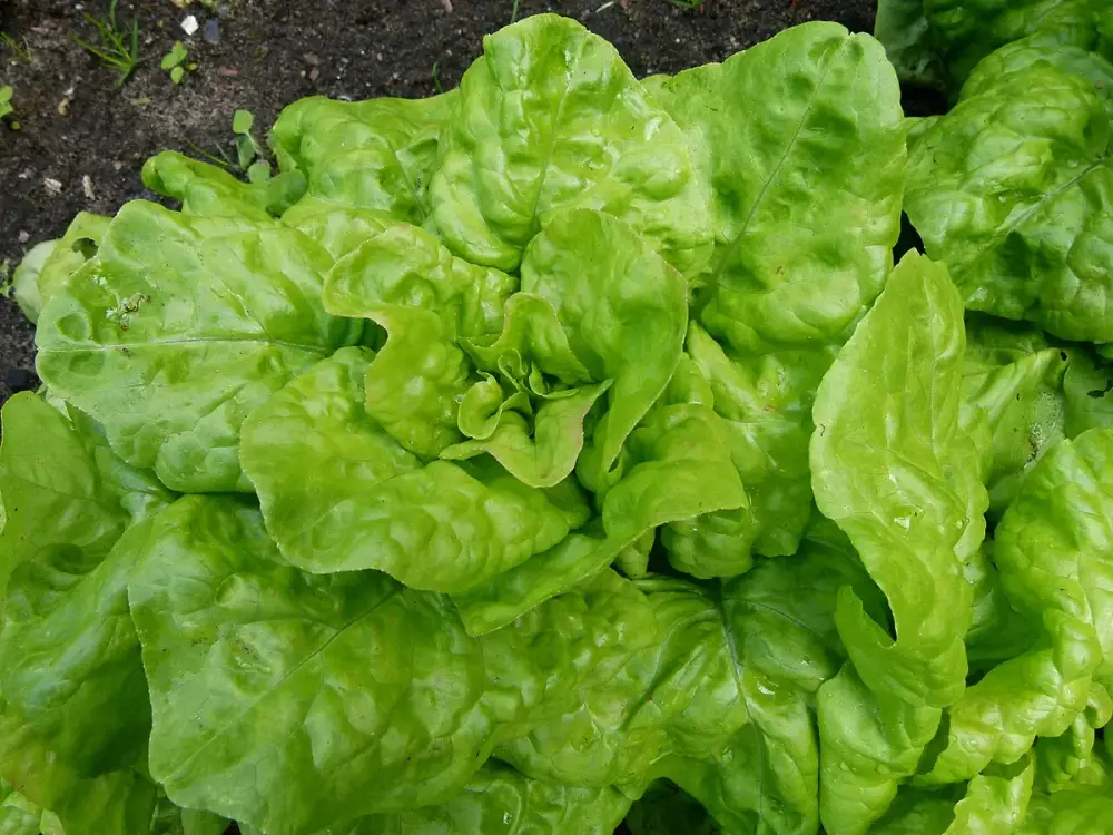 Salades du jour