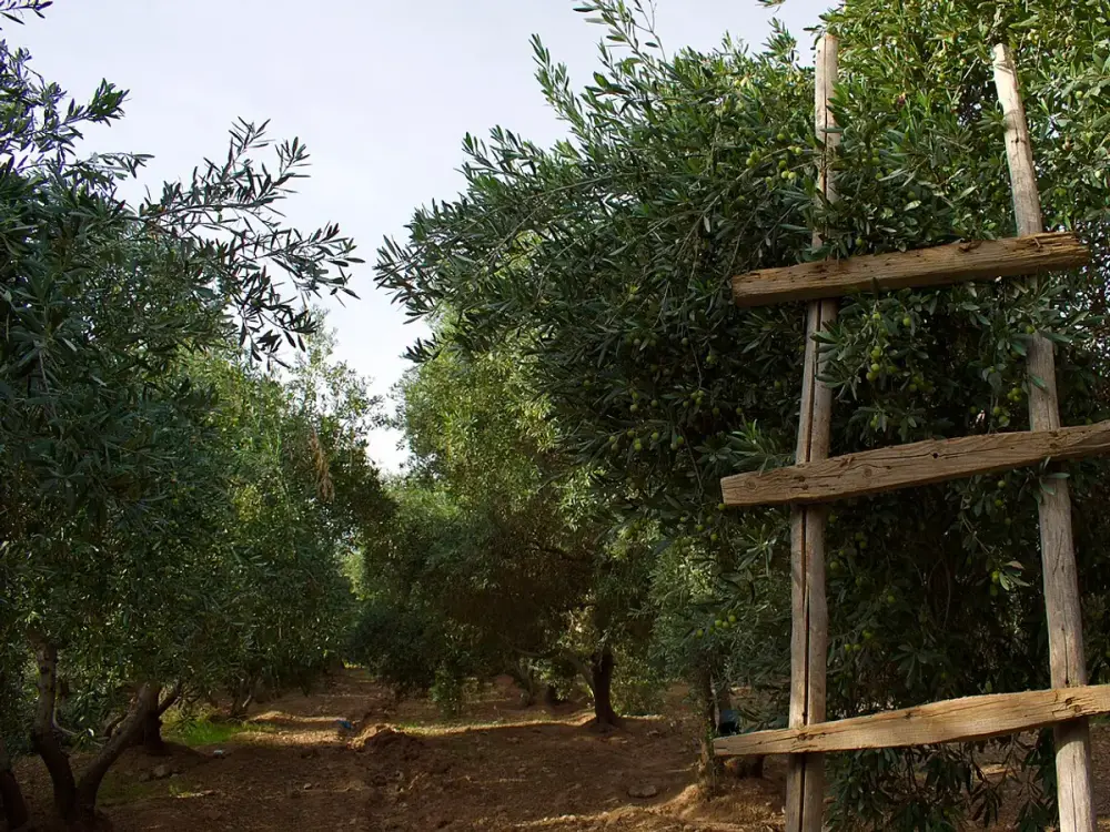 Exploitation Démo · Domaine des Cigales
