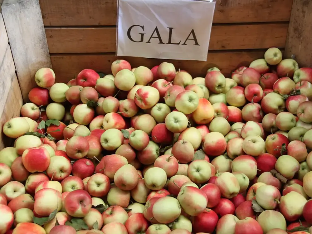 Pommes Gala