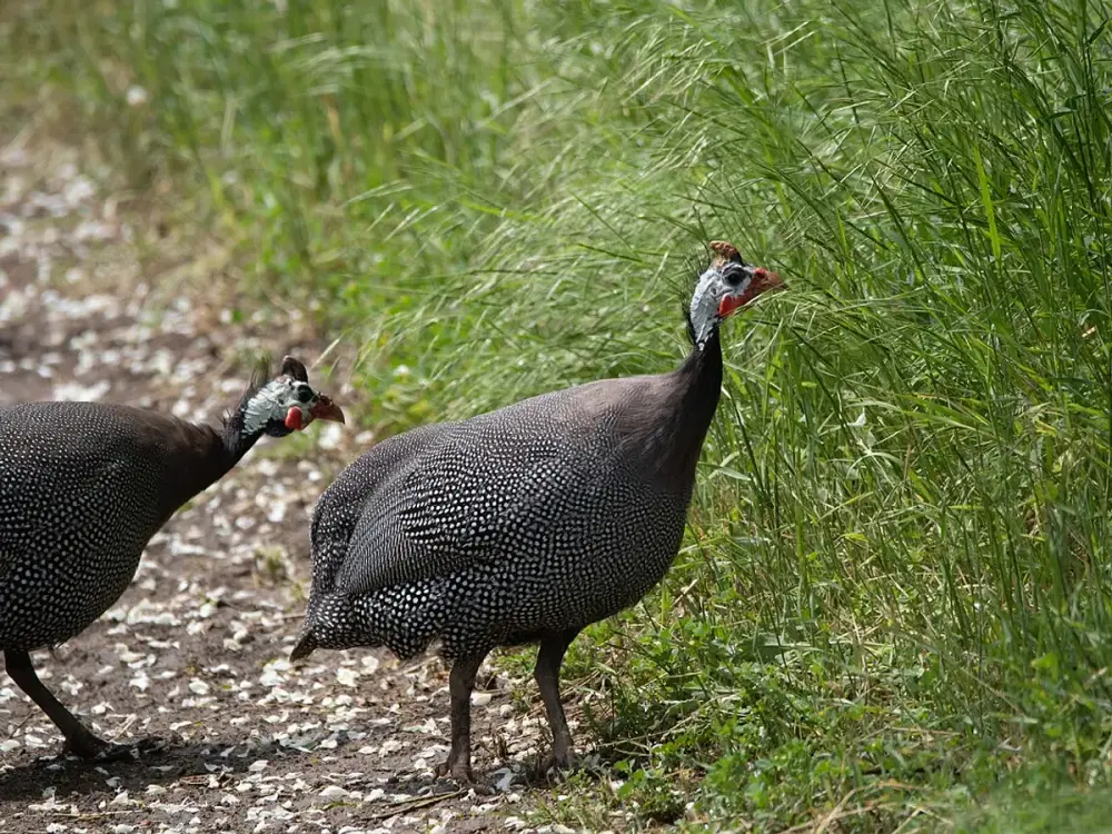 Exploitation Démo · Ferme du Bocage